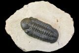 Detailed, Reedops Trilobite - Atchana, Morocco #146613-1